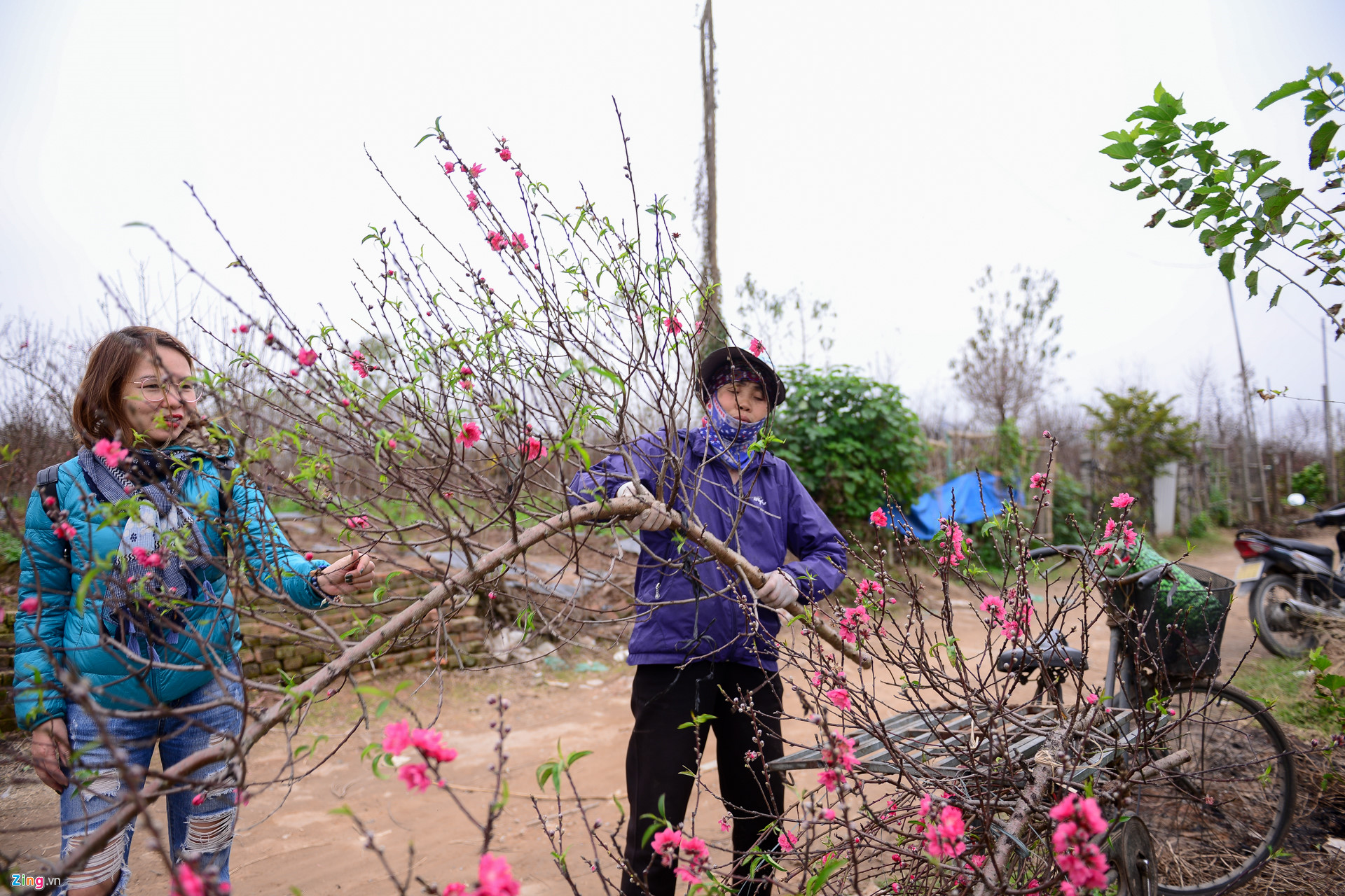 Video ảnh: Đào sớm xuống phố với giá thuê hàng chục triệu đồng