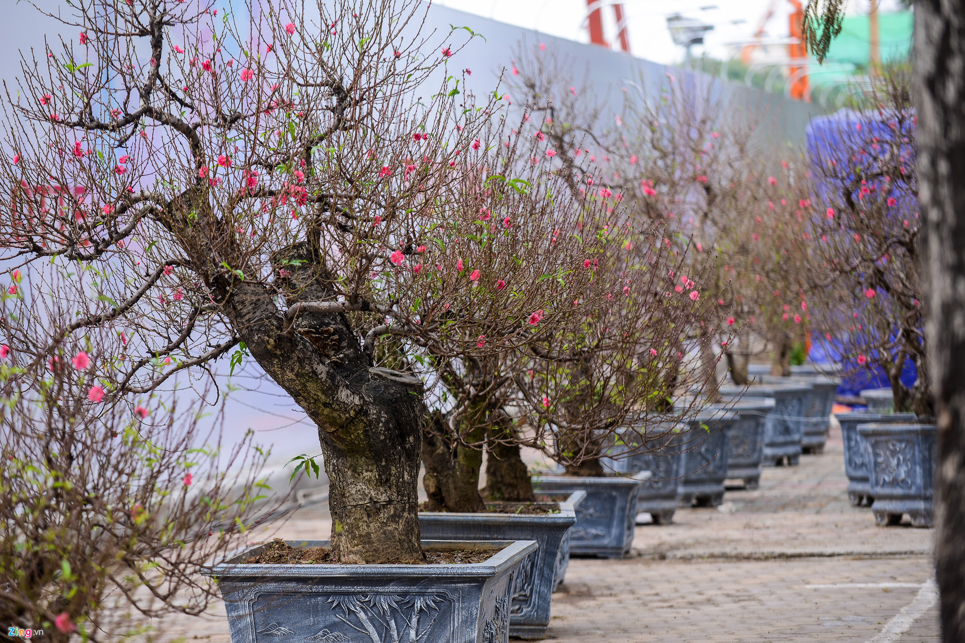 Video ảnh: Đào sớm xuống phố với giá thuê hàng chục triệu đồng