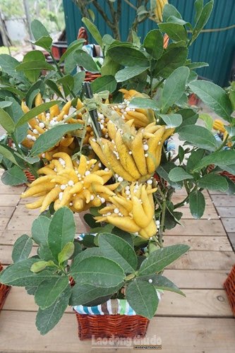 Phật thủ bonsai mini tiền triệu hút khách trước Tết