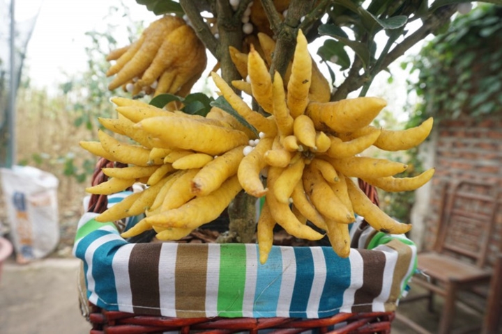 Phật thủ bonsai mini tiền triệu hút khách trước Tết