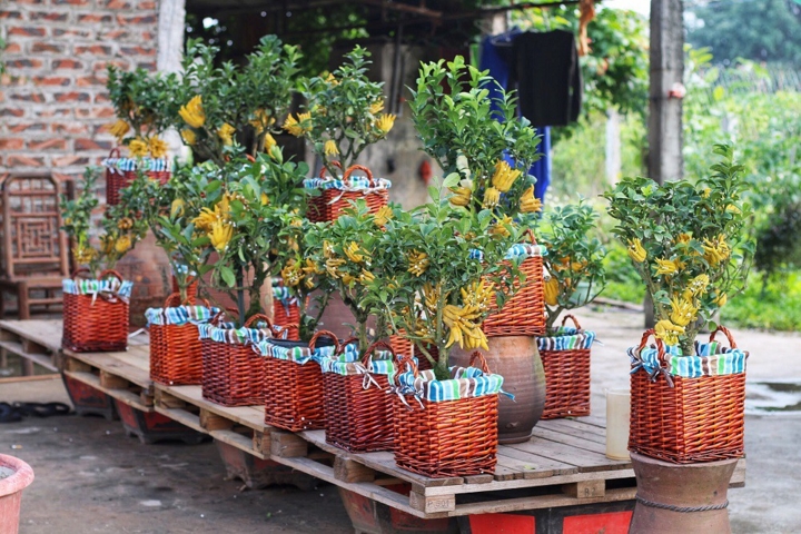 Phật thủ bonsai mini tiền triệu hút khách trước Tết