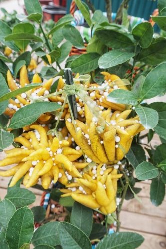 Phật thủ bonsai mini tiền triệu hút khách trước Tết