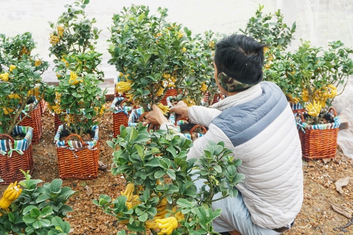 Phật thủ bonsai mini tiền triệu hút khách trước Tết