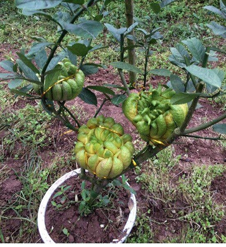 Phật thủ bonsai mini tiền triệu hút khách trước Tết