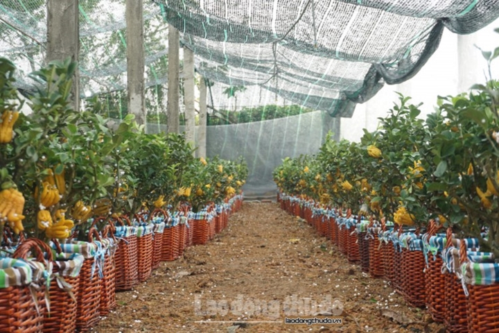 Phật thủ bonsai mini tiền triệu hút khách trước Tết