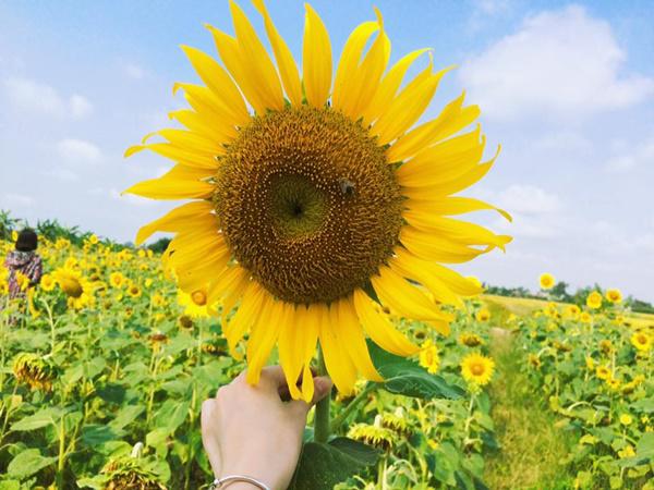 Năm hết Tết đến, muốn xua vận đen đón tài lộc nhất định phải mua 7 loại hoa này trồng ngay! Năm hết Tết đến, muốn xua vận đen đón tài lộc nhất định phải mua 7 loại hoa này trồng ngay!