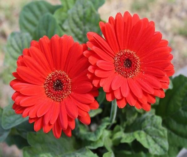 Năm hết Tết đến, muốn xua vận đen đón tài lộc nhất định phải mua 7 loại hoa này trồng ngay! Năm hết Tết đến, muốn xua vận đen đón tài lộc nhất định phải mua 7 loại hoa này trồng ngay!