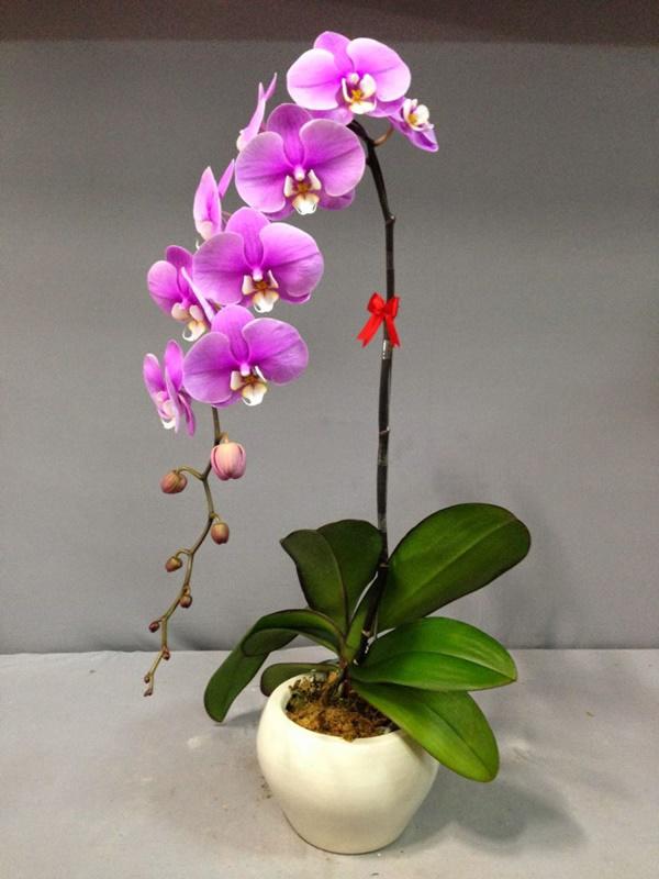 Năm hết Tết đến, muốn xua vận đen đón tài lộc nhất định phải mua 7 loại hoa này trồng ngay! Năm hết Tết đến, muốn xua vận đen đón tài lộc nhất định phải mua 7 loại hoa này trồng ngay!