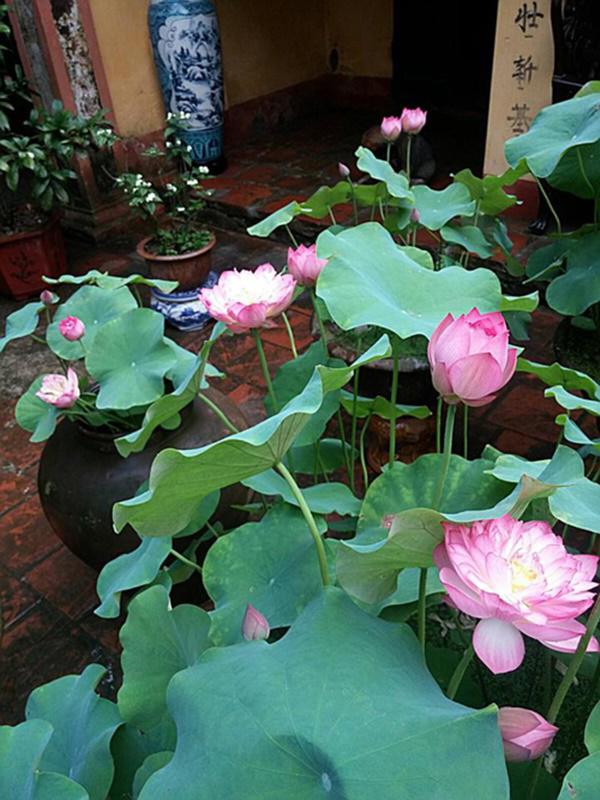 Năm hết Tết đến, muốn xua vận đen đón tài lộc nhất định phải mua 7 loại hoa này trồng ngay! Năm hết Tết đến, muốn xua vận đen đón tài lộc nhất định phải mua 7 loại hoa này trồng ngay!