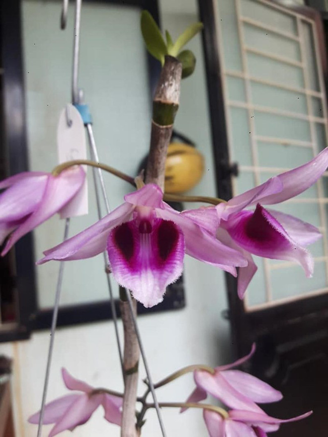 Giò lan Giã hạc giá 1,2 tỷ đồng gây xôn xao có gì độc đáo?