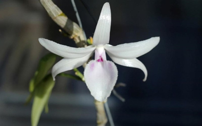 Giò lan Giã hạc giá 1,2 tỷ đồng gây xôn xao có gì độc đáo?