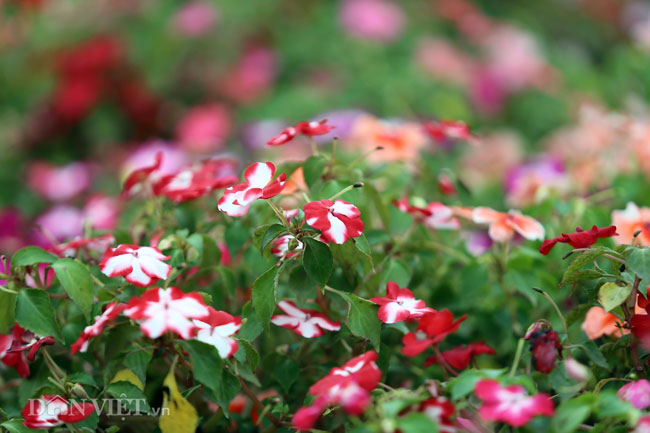 Video ảnh: Ngắm cúp Asian Cup làm từ hàng vạn cây hoa giữa lòng Hà Nội