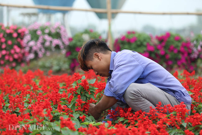 Video ảnh: Ngắm cúp Asian Cup làm từ hàng vạn cây hoa giữa lòng Hà Nội