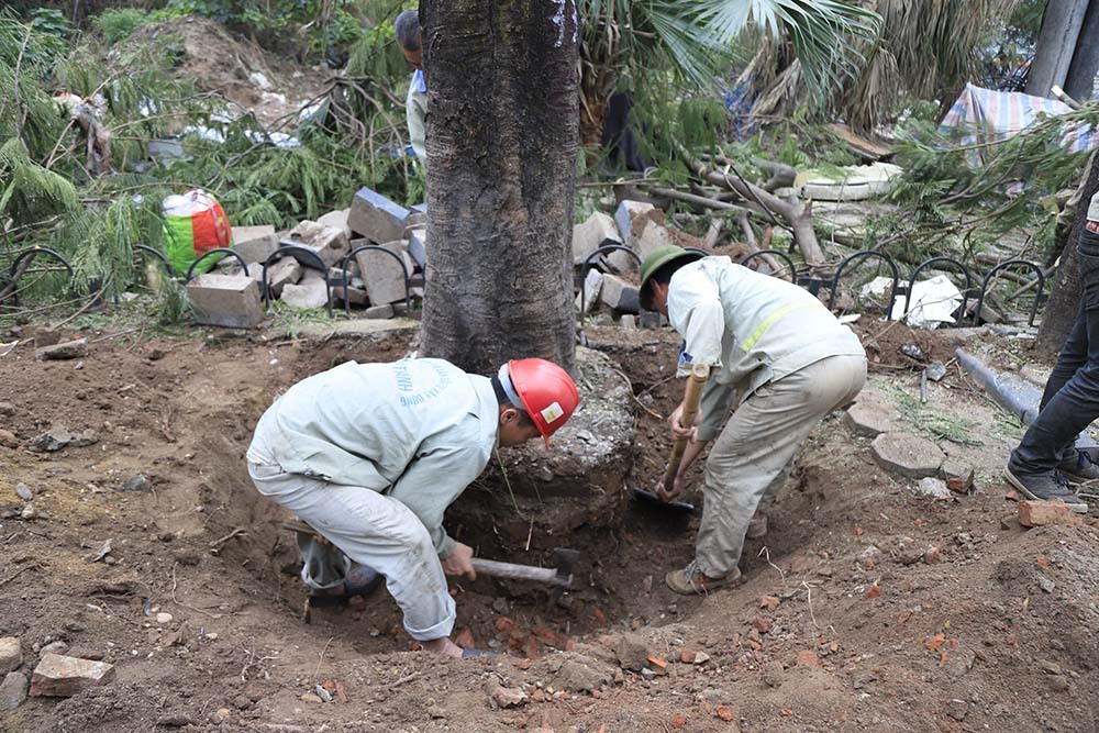 Hà Nội khai tử hàng cây đẹp nhất ven sông Tô Lịch