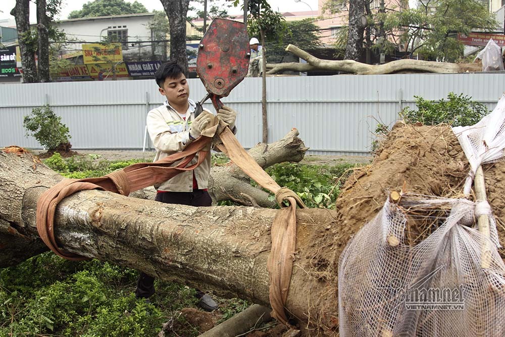 Hà Nội khai tử hàng cây đẹp nhất ven sông Tô Lịch