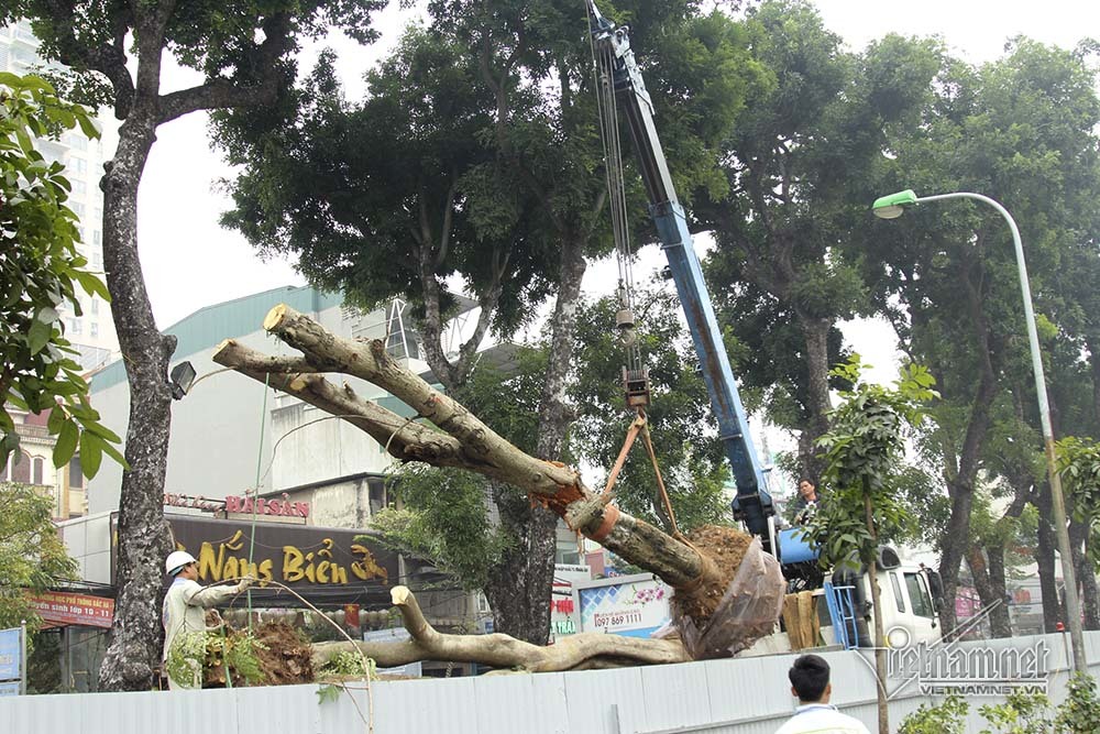 Hà Nội khai tử hàng cây đẹp nhất ven sông Tô Lịch