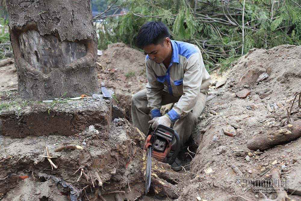Hà Nội khai tử hàng cây đẹp nhất ven sông Tô Lịch