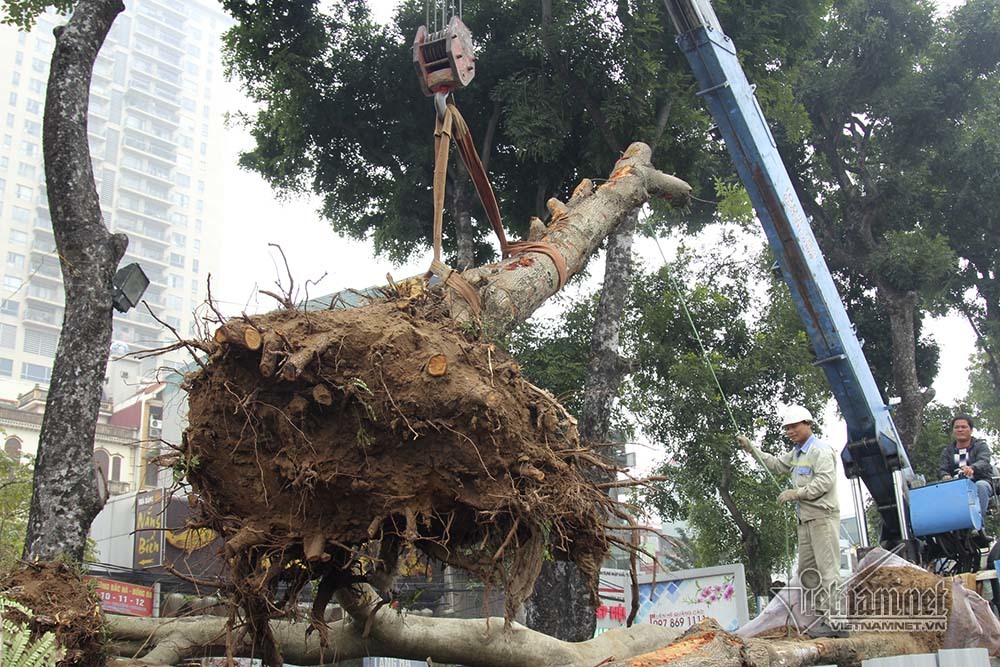 Hà Nội khai tử hàng cây đẹp nhất ven sông Tô Lịch