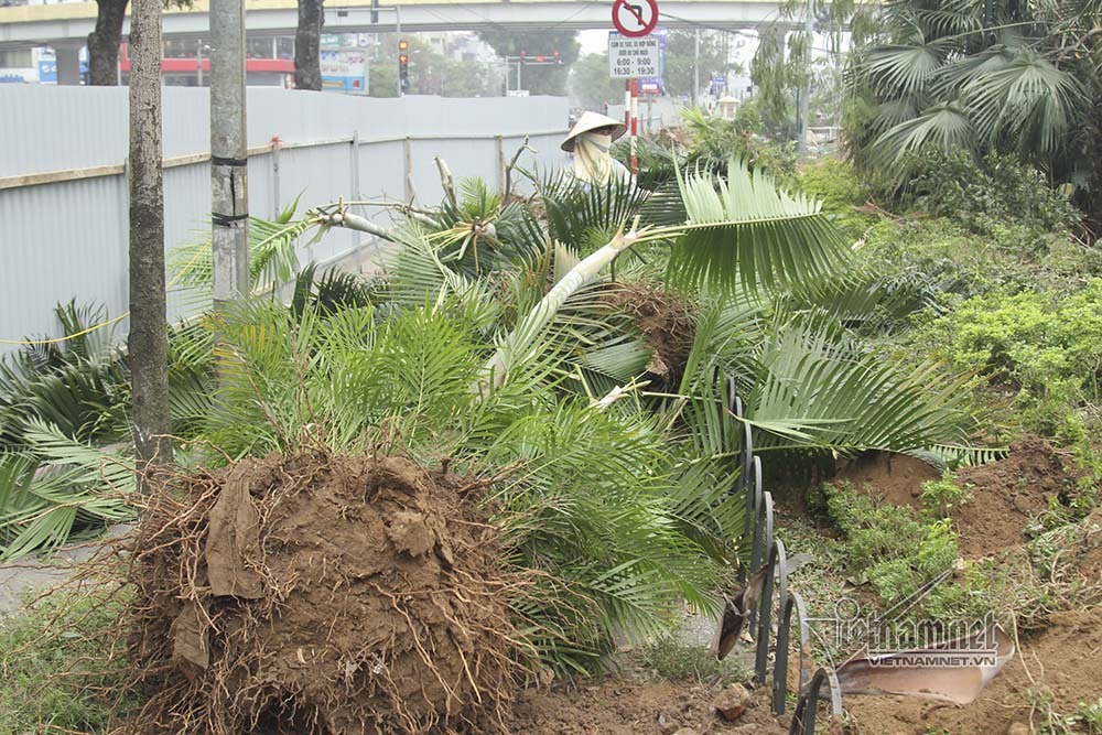 Hà Nội khai tử hàng cây đẹp nhất ven sông Tô Lịch
