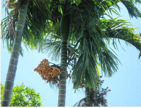 Chọn đúng cây thần gác cổng giúp xua đuổi tà khí, lộc vượng quanh năm