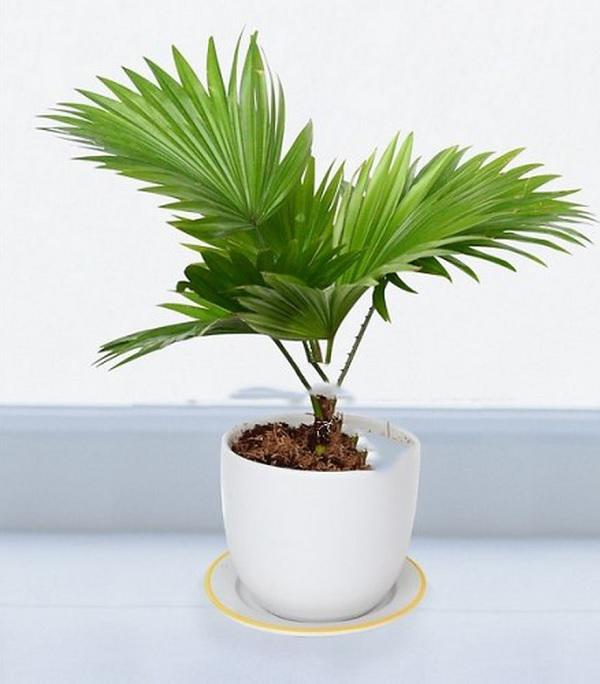 Chọn đúng cây thần gác cổng giúp xua đuổi tà khí, lộc vượng quanh năm