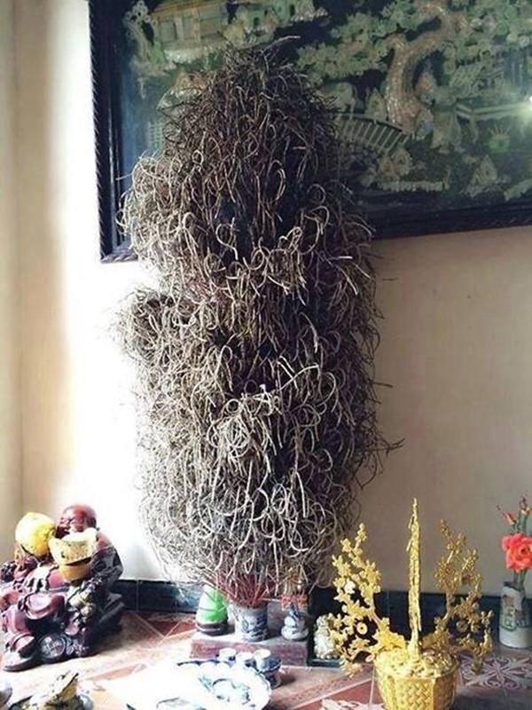 Bát hương ‘cổ thụ’ ai nhìn cũng khen tốt phước, chuyên gia phong thủy thốt lên: Nhầm to Bát hương ‘cổ thụ’ ai nhìn cũng khen tốt phước, chuyên gia phong thủy thốt lên: Nhầm to