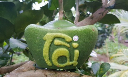 Những trái cây chưng Tết hút khách