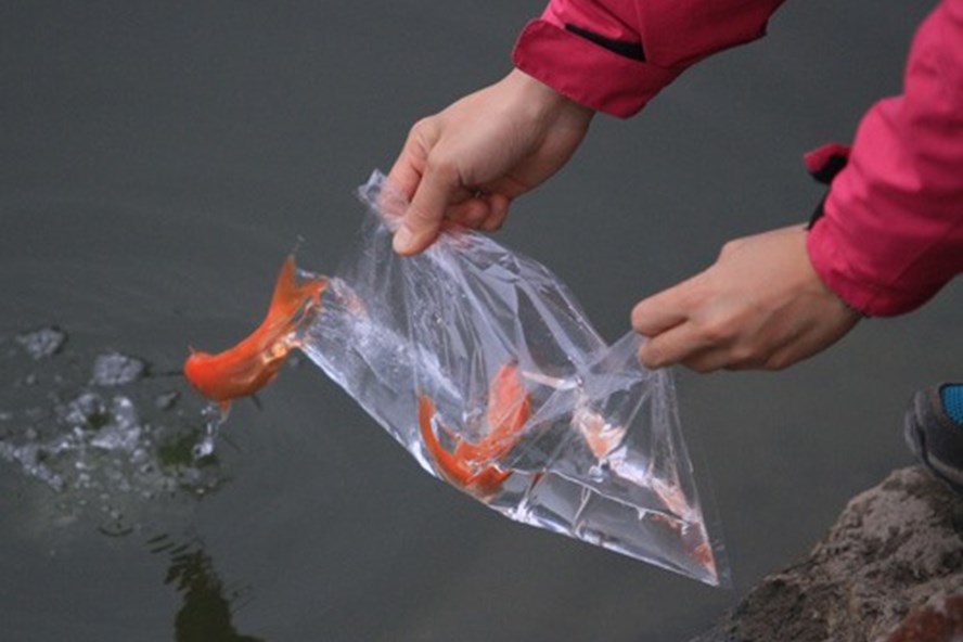 5 điều ĐẠI KỴ cần tránh vào ngày cúng ông Công ông Táo để MỞ ĐƯỜNG TÀI LỘC, vạn sự hanh thông