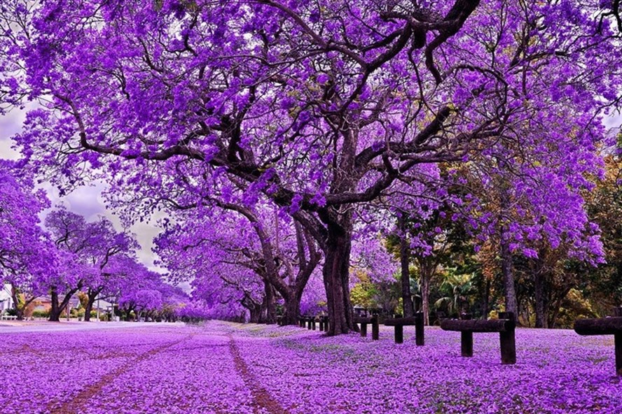 Hà Nội sẽ trồng bù phượng tím sau khi chặt gần 500 cây dọc đường Láng