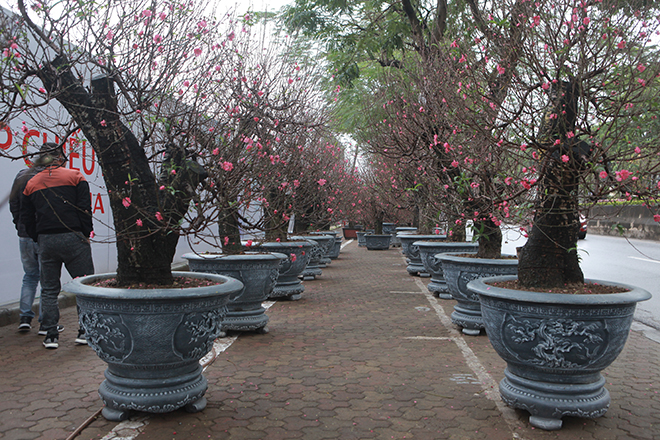 Gốc đào khủng hai người ôm giá hàng chục triệu đồng ra phố đón Tết