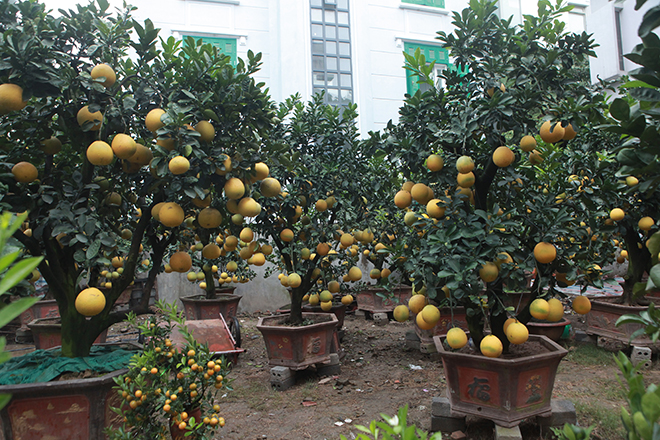 Gốc đào khủng hai người ôm giá hàng chục triệu đồng ra phố đón Tết