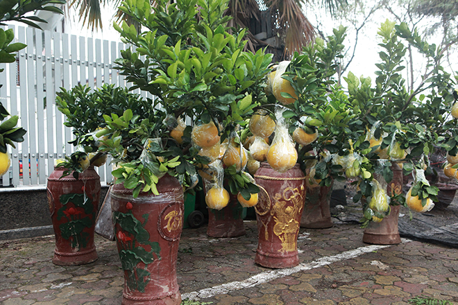 Gốc đào khủng hai người ôm giá hàng chục triệu đồng ra phố đón Tết