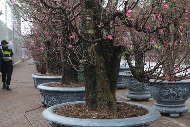 Gốc đào khủng hai người ôm giá hàng chục triệu đồng ra phố đón Tết