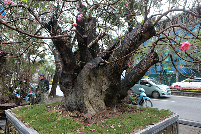 Gốc đào khủng hai người ôm giá hàng chục triệu đồng ra phố đón Tết
