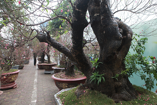 Gốc đào khủng hai người ôm giá hàng chục triệu đồng ra phố đón Tết