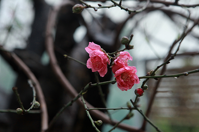 Gốc đào khủng hai người ôm giá hàng chục triệu đồng ra phố đón Tết