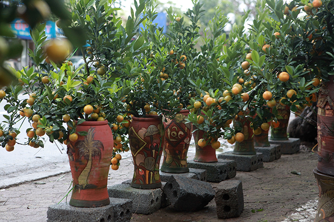 Gốc đào khủng hai người ôm giá hàng chục triệu đồng ra phố đón Tết