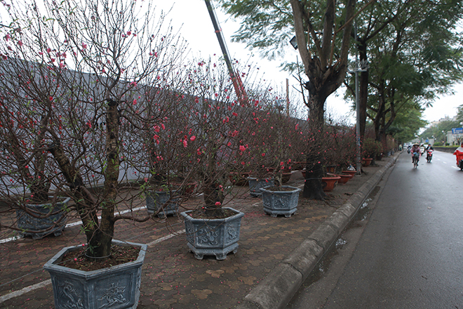 Gốc đào khủng hai người ôm giá hàng chục triệu đồng ra phố đón Tết