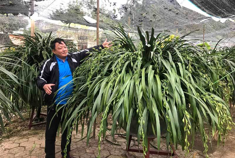 Huyền thoại giấc mộng vua Trần: 100 triệu/chậu địa lan chơi Tết