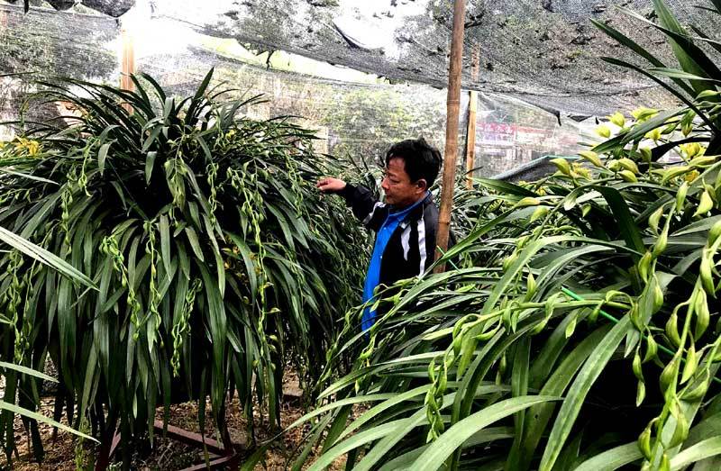 Huyền thoại giấc mộng vua Trần: 100 triệu/chậu địa lan chơi Tết