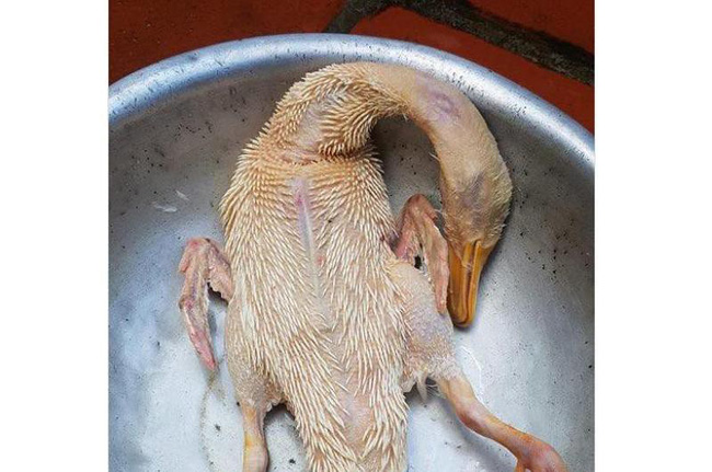 Tuyển tập trọn bộ những pha làm gà thảm họa, anh chị em lưu lại rút kinh nghiệm để ăn Tết ngon lành nhé! Tuyển tập trọn bộ những pha làm gà thảm họa, anh chị em lưu lại rút kinh nghiệm để ăn Tết ngon lành nhé!