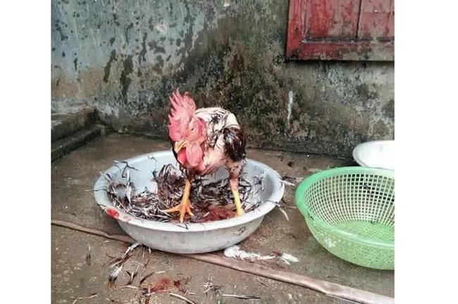 Tuyển tập trọn bộ những pha làm gà thảm họa, anh chị em lưu lại rút kinh nghiệm để ăn Tết ngon lành nhé! Tuyển tập trọn bộ những pha làm gà thảm họa, anh chị em lưu lại rút kinh nghiệm để ăn Tết ngon lành nhé!