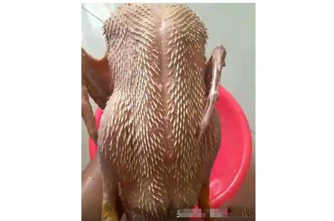 Tuyển tập trọn bộ những pha làm gà thảm họa, anh chị em lưu lại rút kinh nghiệm để ăn Tết ngon lành nhé! Tuyển tập trọn bộ những pha làm gà thảm họa, anh chị em lưu lại rút kinh nghiệm để ăn Tết ngon lành nhé!