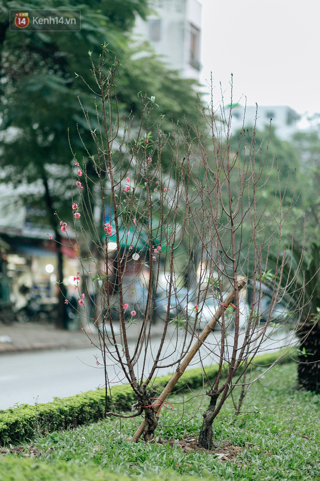 Chùm ảnh: Hoa đào đã nở đỏ rực trên những tuyến phố Hà Nội, Tết đã đến rất gần rồi! Chùm ảnh: Hoa đào đã nở đỏ rực trên những tuyến phố Hà Nội, Tết đã đến rất gần rồi!