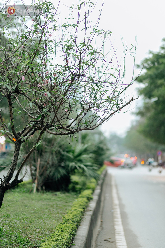 Chùm ảnh: Hoa đào đã nở đỏ rực trên những tuyến phố Hà Nội, Tết đã đến rất gần rồi! Chùm ảnh: Hoa đào đã nở đỏ rực trên những tuyến phố Hà Nội, Tết đã đến rất gần rồi!