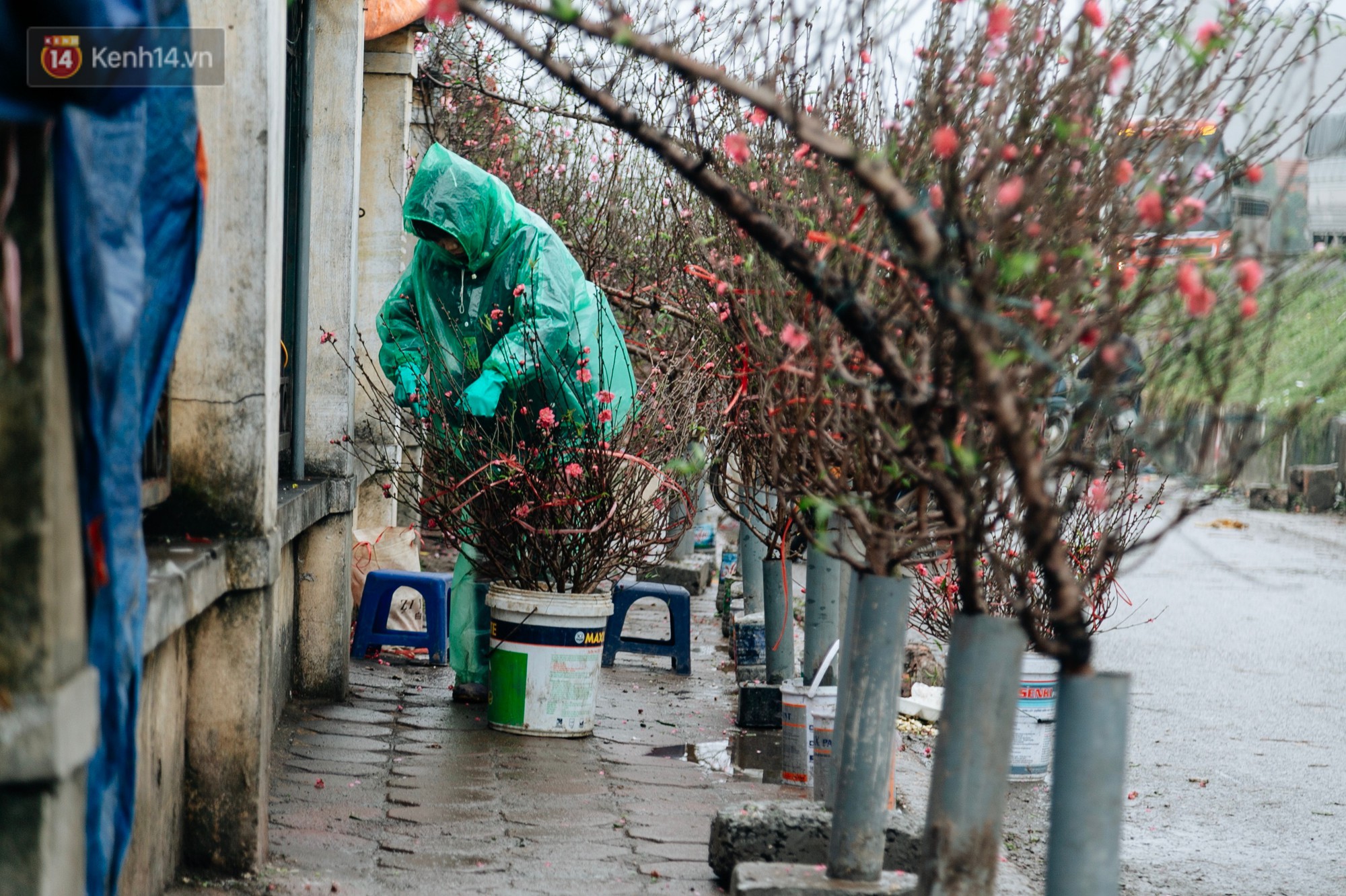 Chùm ảnh: Hoa đào đã nở đỏ rực trên những tuyến phố Hà Nội, Tết đã đến rất gần rồi!