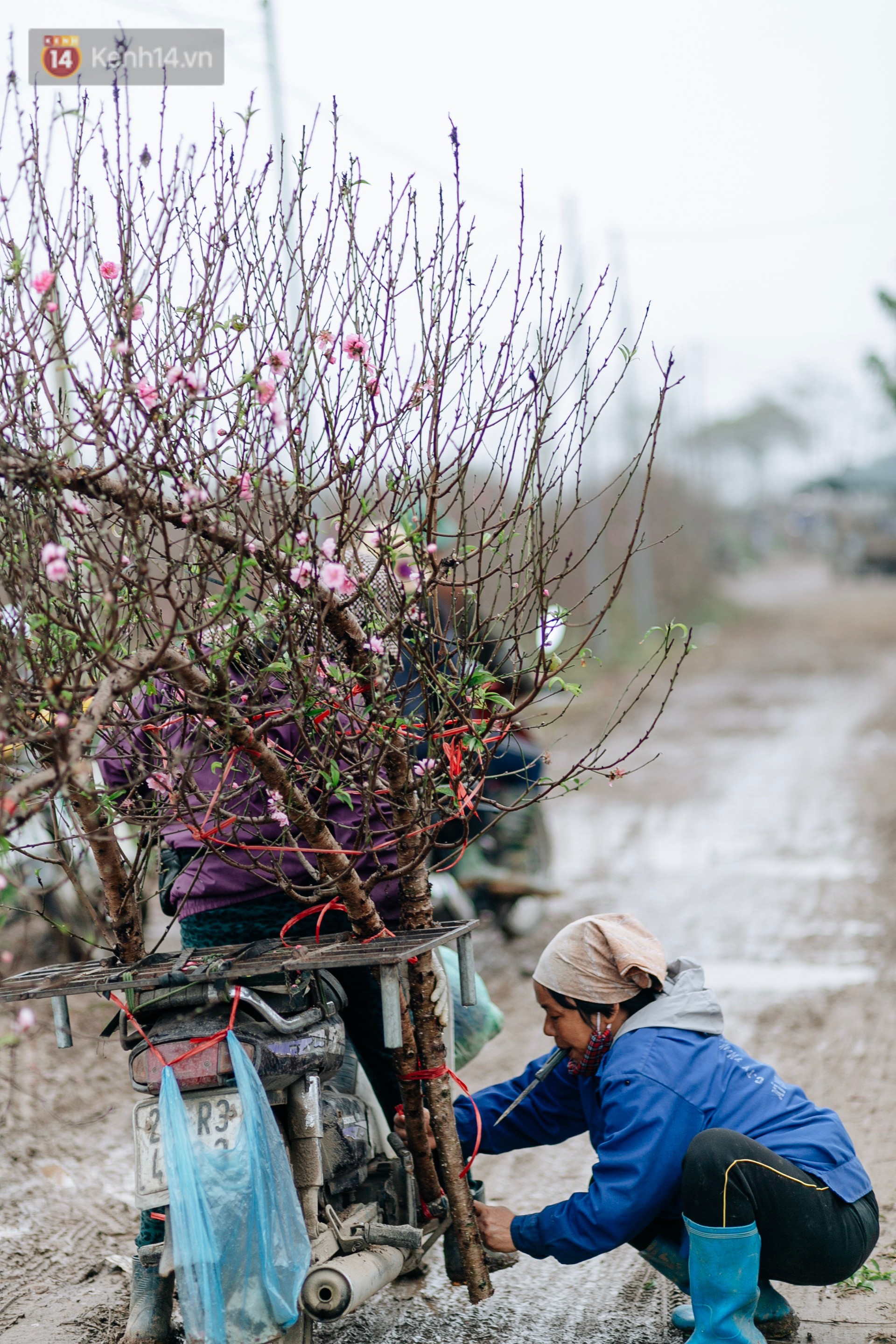 Chùm ảnh: Hoa đào đã nở đỏ rực trên những tuyến phố Hà Nội, Tết đã đến rất gần rồi!