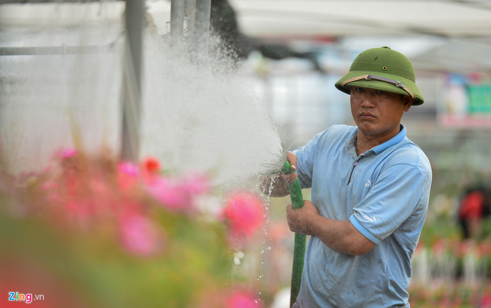 Giá hoa giảm, dân vẫn dự kiến thu tiền tỷ dịp giáp Tết