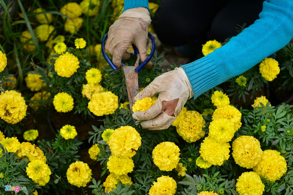 Giá hoa giảm, dân vẫn dự kiến thu tiền tỷ dịp giáp Tết