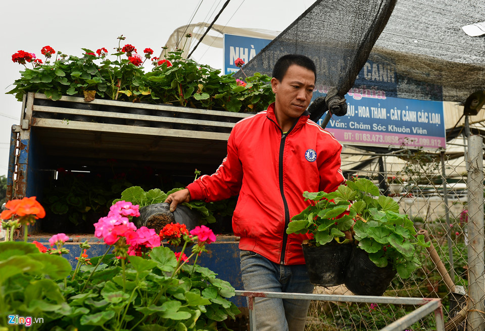 Giá hoa giảm, dân vẫn dự kiến thu tiền tỷ dịp giáp Tết